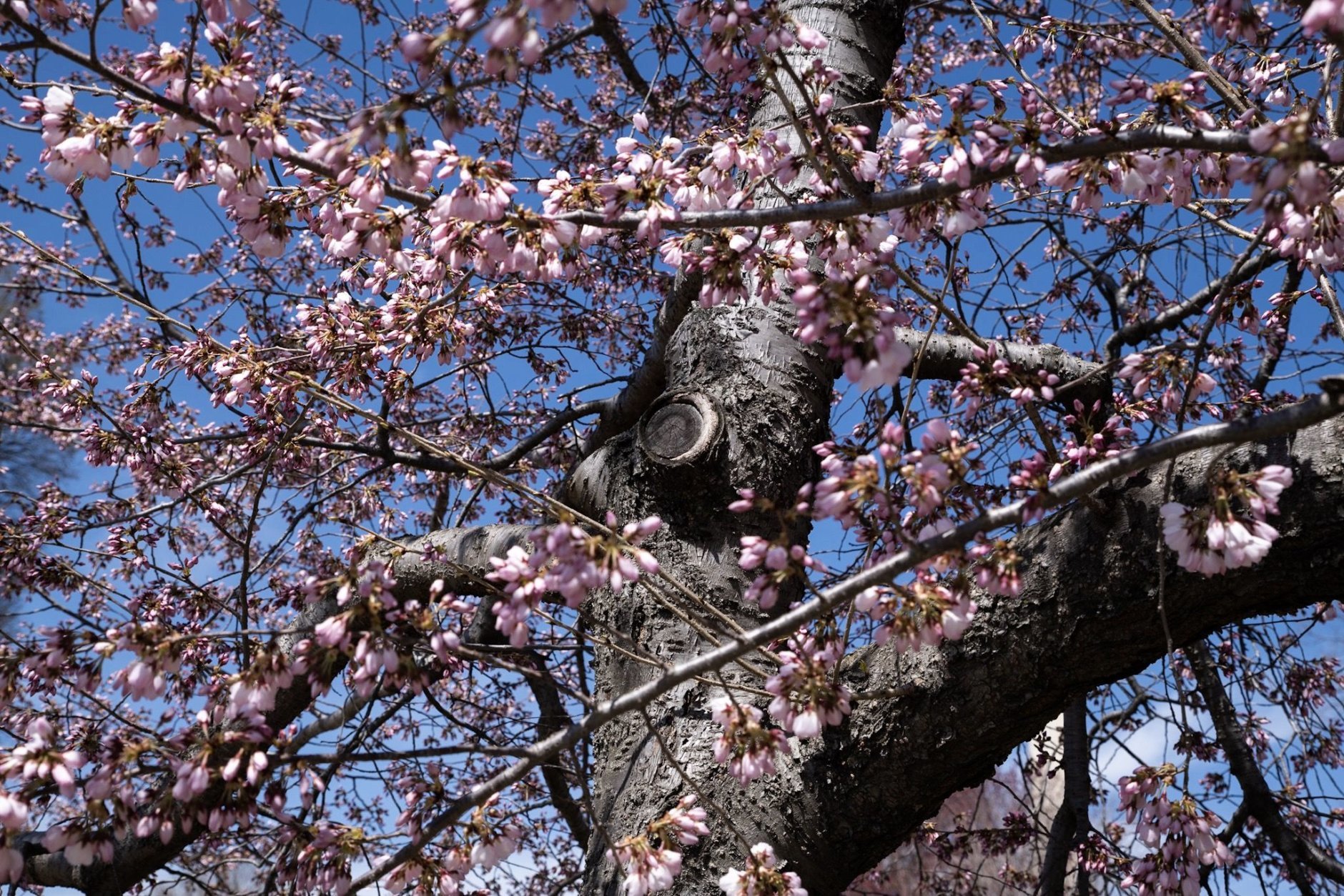 One of the hundreds of cherry trees encircling the Tidal Basin just before peak bloom on March 28 (WTOP/Alejandro Alvarez)