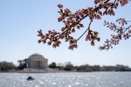 The Jefferson Memorial and a branch full of florets above the Tidal Basin on March 28. (WTOP/Alejandro Alvarez)