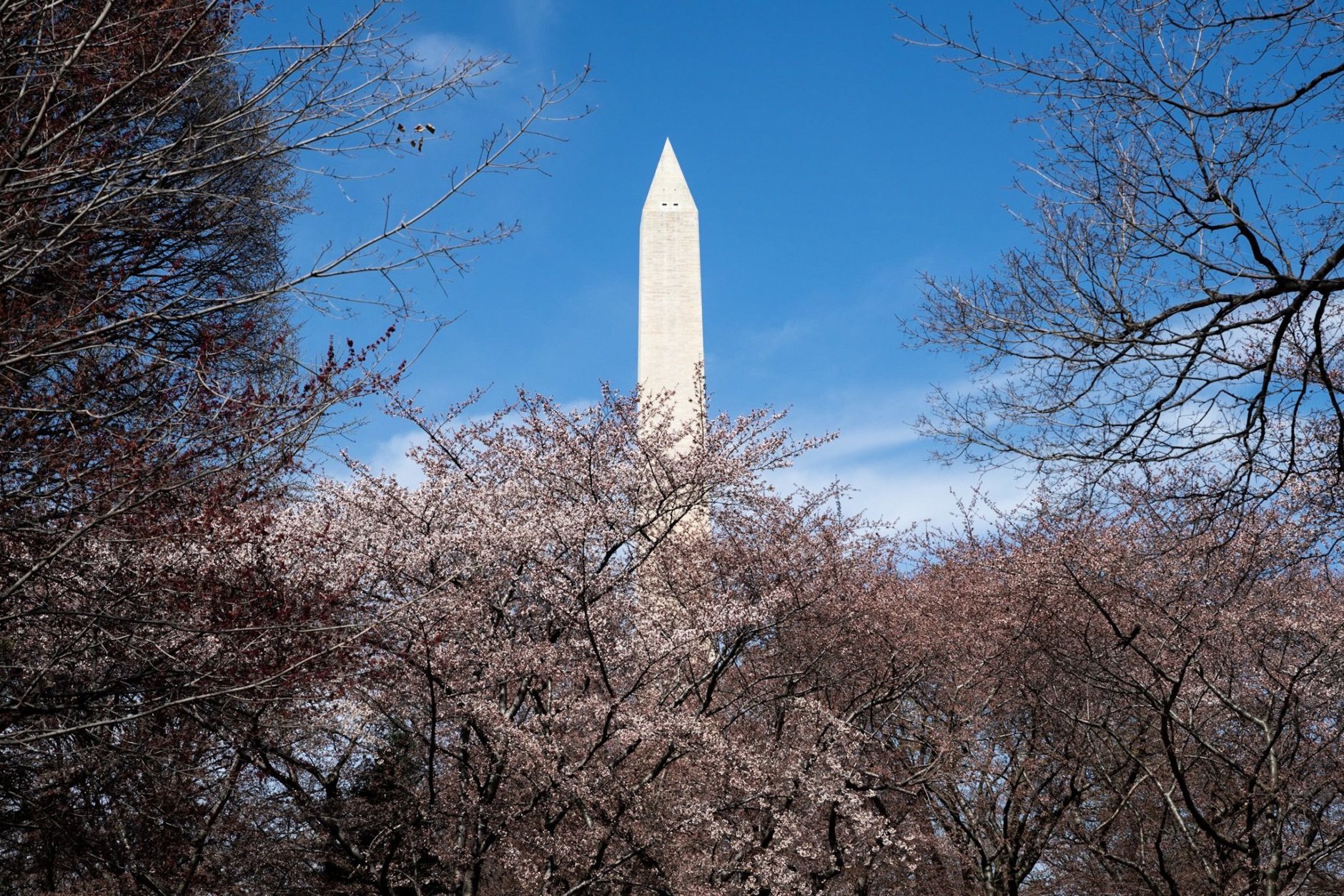 The Washington Monument towers above white and pink cherry trees on the National Mall. The eastern shore of the Tidal Basin makes for excellent views of the monument with cherry trees in the foreground. (WTOP/Alejandro Alvarez)