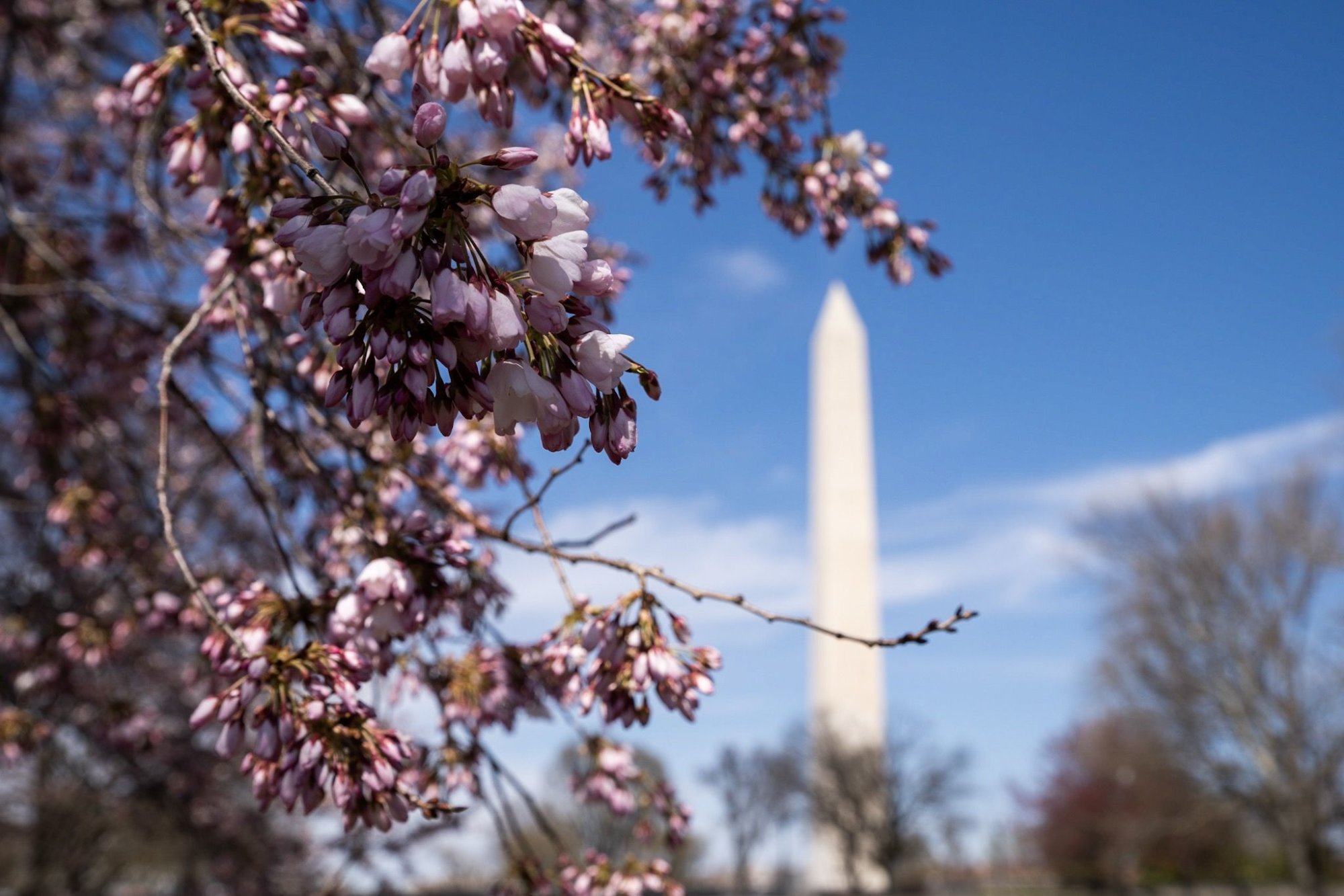 2019 Cherry Blossoms In Dc Everything You Need To Know Wtop