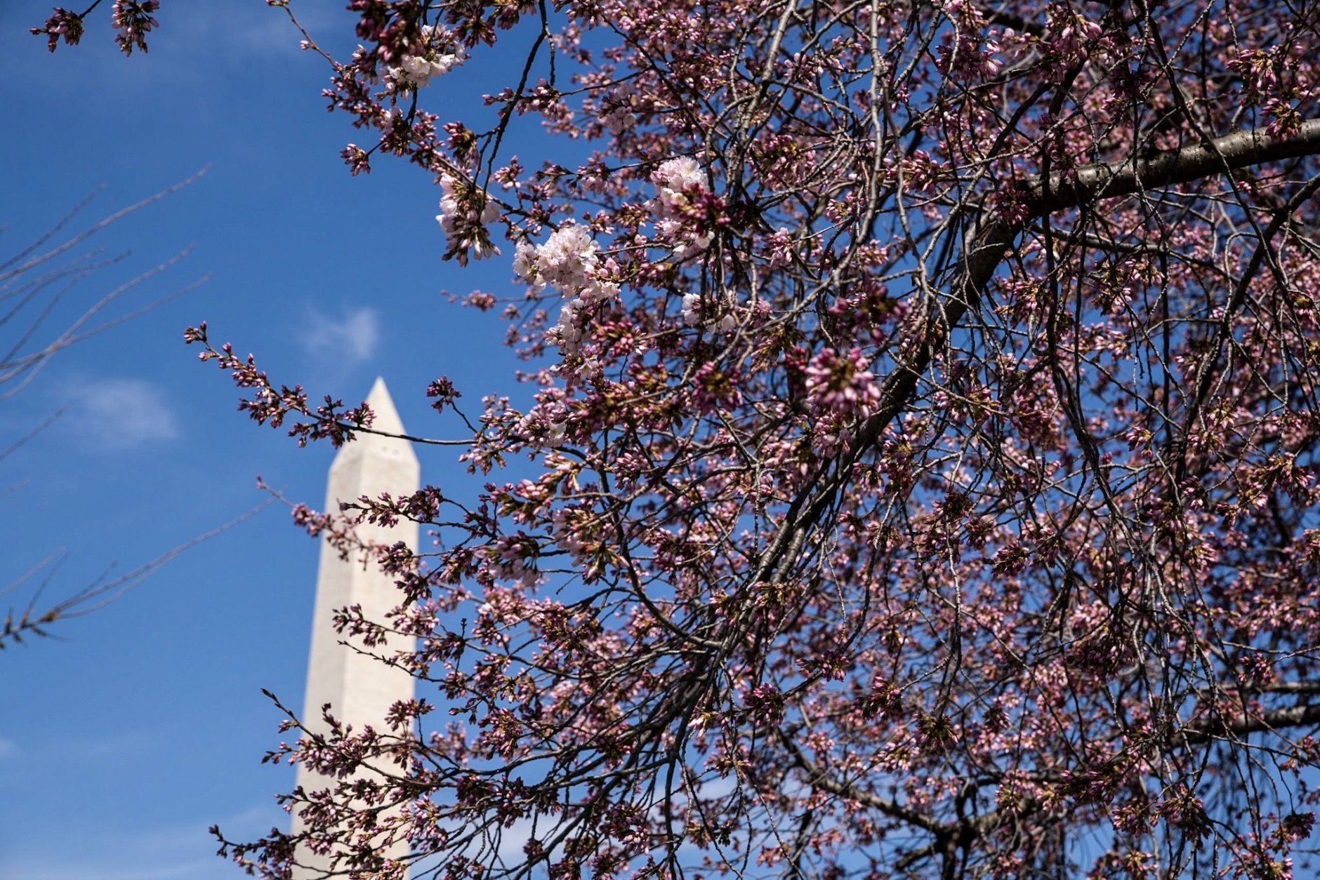 A tree full of cherry blossom florets ready to burst on March 28. (WTOP/Alejandro Alvarez)