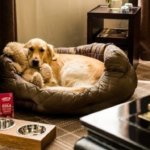 Pet-friendly hotels roll out the red carpet for your favorite
