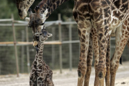 A baby Masai giraffe, born 30 minutes before, stands with his mother Jamala and father Tufani at the Safari West animal preserve in Santa Rosa, Calif., Wednesday evening, Sept. 3, 2008 The healthy baby boy stands 6 feet tall and weighs about 130 pounds. There are only 81 Masai giraffes in the United States. (AP Photo/The Press Democrat, John Burgess) ** MANDATORY CREDIT **