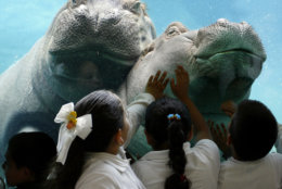 School children reach out an touch the glass as African River Hippos Funani, left, and Jazi, right, swim at the Ituri Forest exhibit in the San Diego Zoo Tuesday, May 9, 2006, in San Diego. (AP Photo/Denis Poroy)