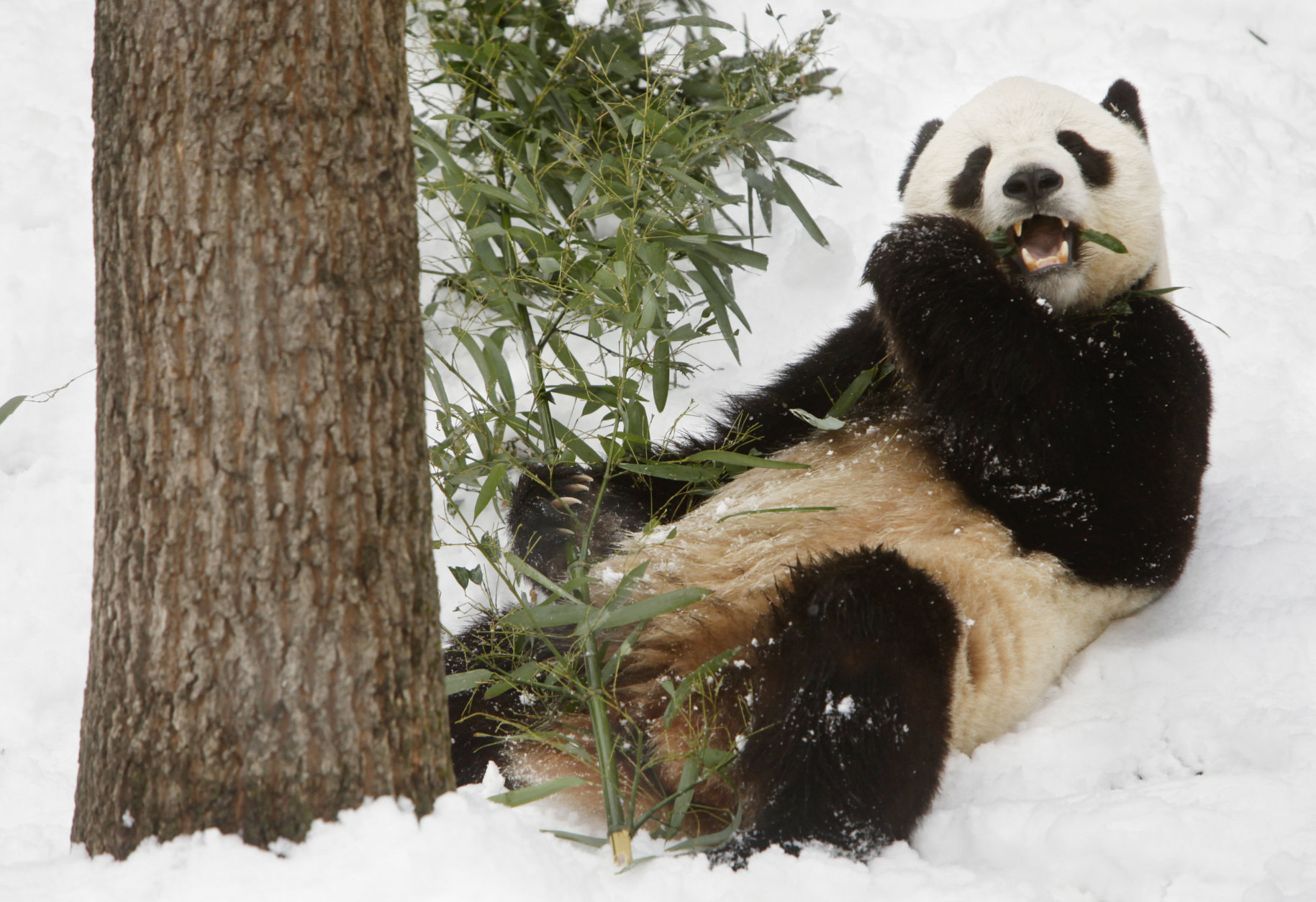 Panda Tai Shan, 4, is seen on his last day at the National Zoo in Washington, on Wednesday, Feb. 3, 2010. Tai Shan, who was born at the zoo in 2005, will be sent to China on Thursday to become part of a breeding program. Under the Smithsonian's panda loan agreement, any cub born at the zoo must be returned to China for breeding. (AP Photo/Jacquelyn Martin)