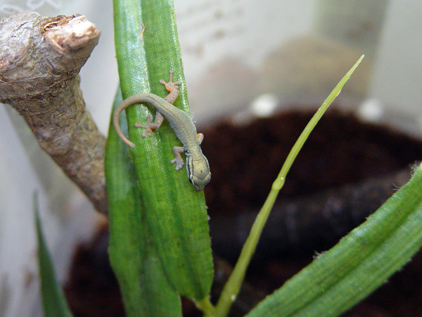 In a July 9, 2011 photo, a tiny William's dwarf geckos makes itself at home at the Virginia Zoo in Norfolk. Two of the tiny geckos hatched at the zoo on July 7.  At roughly an inch long, it is still too early to determine if the tiny babies are male or female. They will be reared at an off-exhibit enclosure. (AP Photo/Virginia Pilot via Virgiinia Zoo, Craig Pelke)