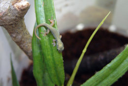 In a July 9, 2011 photo, a tiny William's dwarf geckos makes itself at home at the Virginia Zoo in Norfolk. Two of the tiny geckos hatched at the zoo on July 7.  At roughly an inch long, it is still too early to determine if the tiny babies are male or female. They will be reared at an off-exhibit enclosure. (AP Photo/Virginia Pilot via Virgiinia Zoo, Craig Pelke)