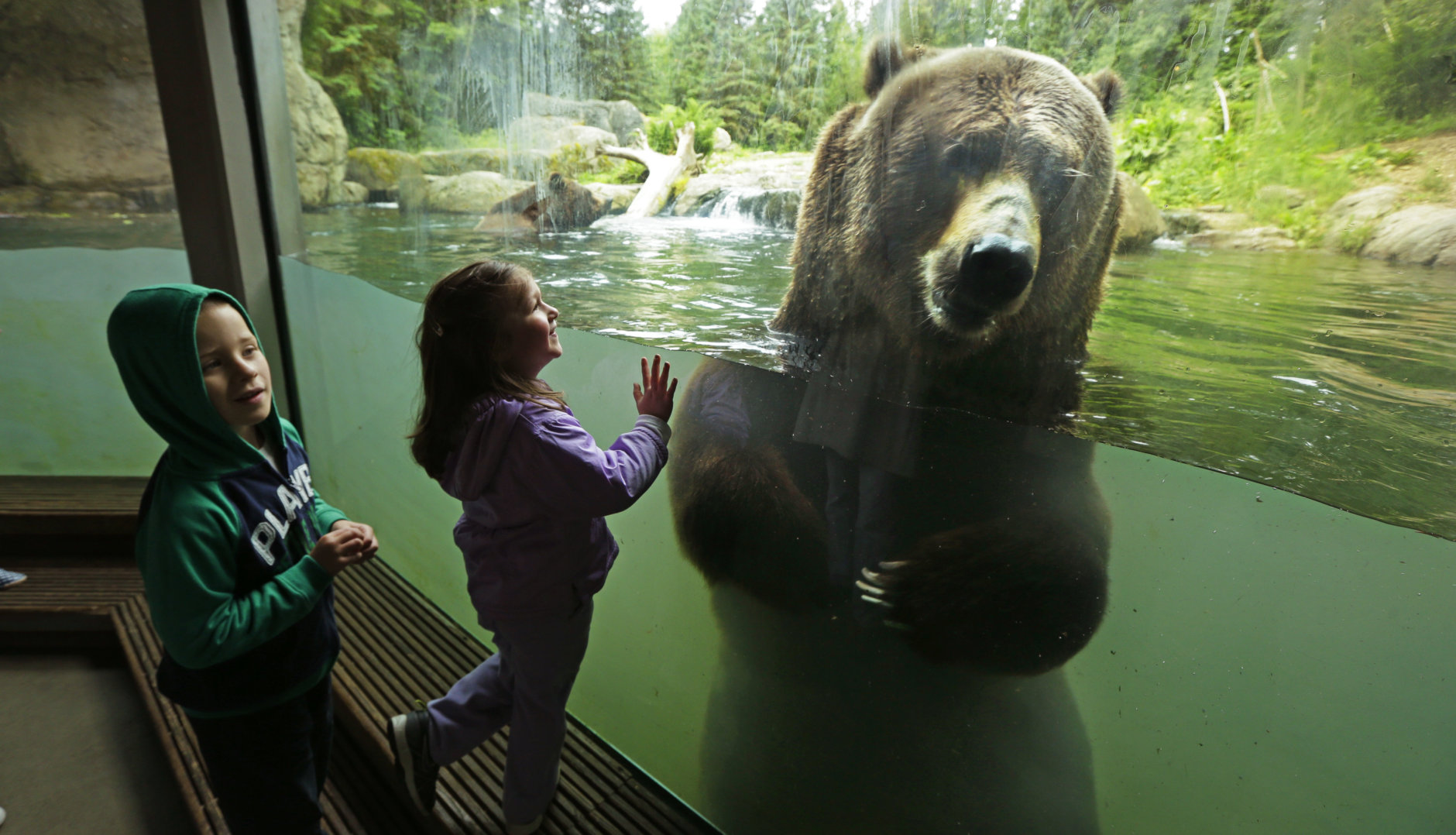 Young visitors get an up-close look at one of two grizzly bears at the Woodland Park Zoo, as he takes a swim, Thursday, June 2, 2016, in Seattle. Saturday will be the zoo's Bear Affair conservation day and Washington Gov. Jay Inslee has designated June 4-12 as Washington state's Bear Awareness Week. (AP Photo/Ted S. Warren)
