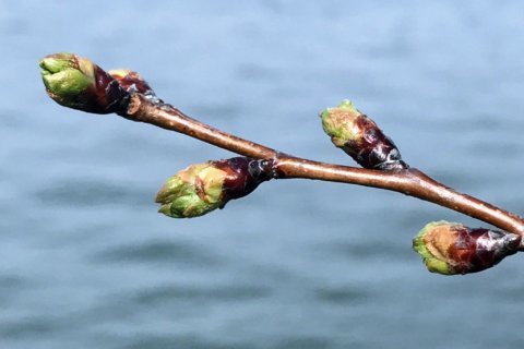 Bloom watch: Around Tidal Basin, florets visible on cherry blossom trees