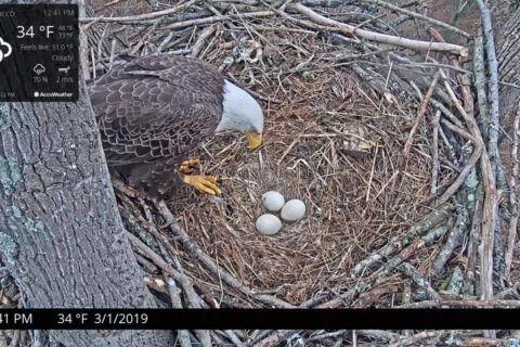 Hatch watch underway on new Charles Co. bald eagle cam