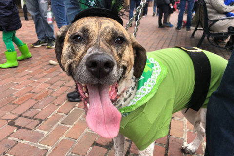 St. Patrick’s Day Parade and Fun Dog Show returns to Old Town Alexandria