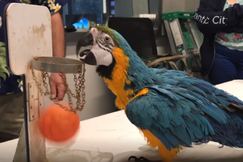 Squawk! Macaws migrate (this weekend only) from Jersey Shore to Dulles Super Pet Expo