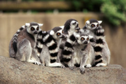 A pack of ring-tailed lemurs huddles together at the Cincinnati Zoo.