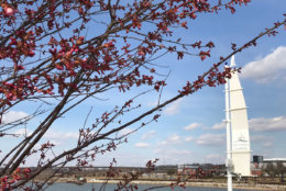 National Harbor in Prince George's County will showcase its onw cherry blossom trees. (WTOP/Michelle Basch)