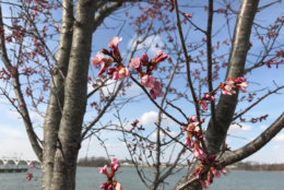 National Harbor in Prince George's County will showcase its onw cherry blossom trees. (WTOP/Michelle Basch)