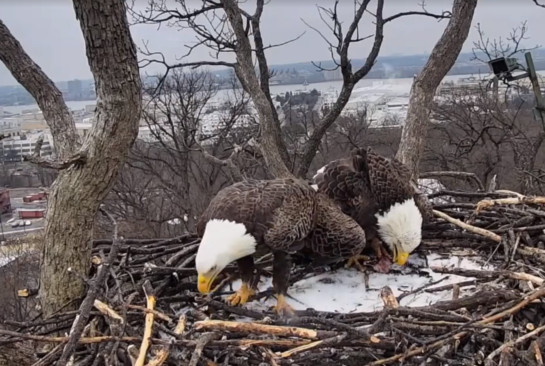Justice (left) spruces up his nest while Liberty chows down on a fish. (Courtesy Earth Conservation Corps via Facebook)