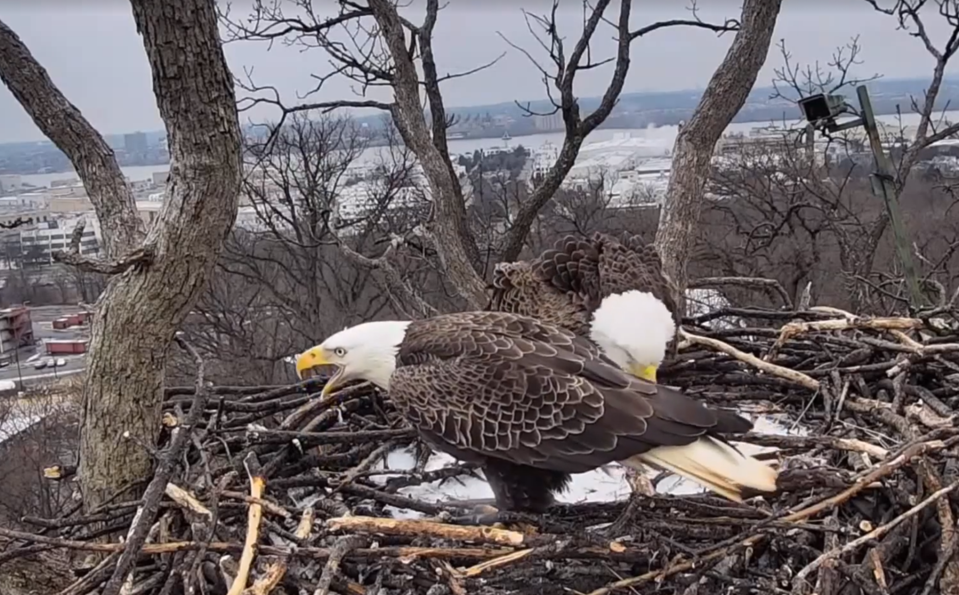 Justice (left) yells at traffic while Liberty chows down on a fish. (Courtesy Earth Conservation Corps via Facebook)