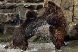 Bears frolic at the Oakland Zoo, which is closed for the day due to recent storms, on Thursday, Jan. 17, 2019, in Oakland, Calif.  (AP Photo/Ben Margot)