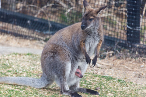 PHOTOS: Baby wallaby at National Zoo peeks out of pouch
