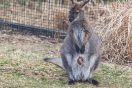 The wallaby peeked his head out of his mother's pouch for the first time March 11. (Courtesy Roshan Patel/Smithsonian Zoo)