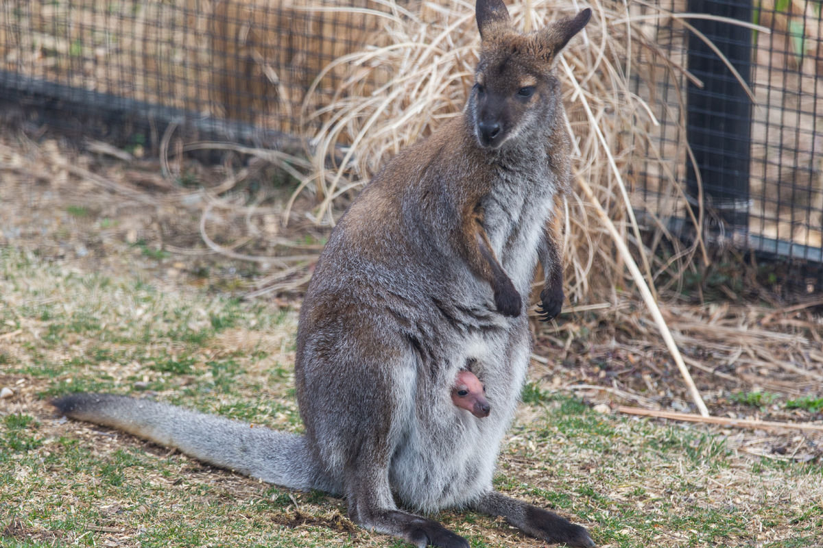 A wallaby pup hasn't been born at the National Zoo since 1989. (Courtesy Roshan Patel/Smithsonian Zoo)