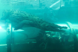 A child looks up as an American crocodile swims above at Zoo Miami on Thursday, Feb. 21, 2019, in Miami. (AP Photo/Brynn Anderson)