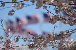 Cherry blossoms sway in brisk winds