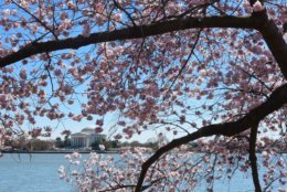 The cherry trees around the Tidal Basin achieved peak bloom on a brisk Monday, April 1, 2019. Winds gusted over 30 miles per hour, ruffling the water of the Tidal Basin. (WTOP/Dave Dildine)