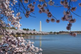 The cherry trees reached peak bloom at the Tidal Basin on Monday, April 1. (WTOP/Dave Dildine)