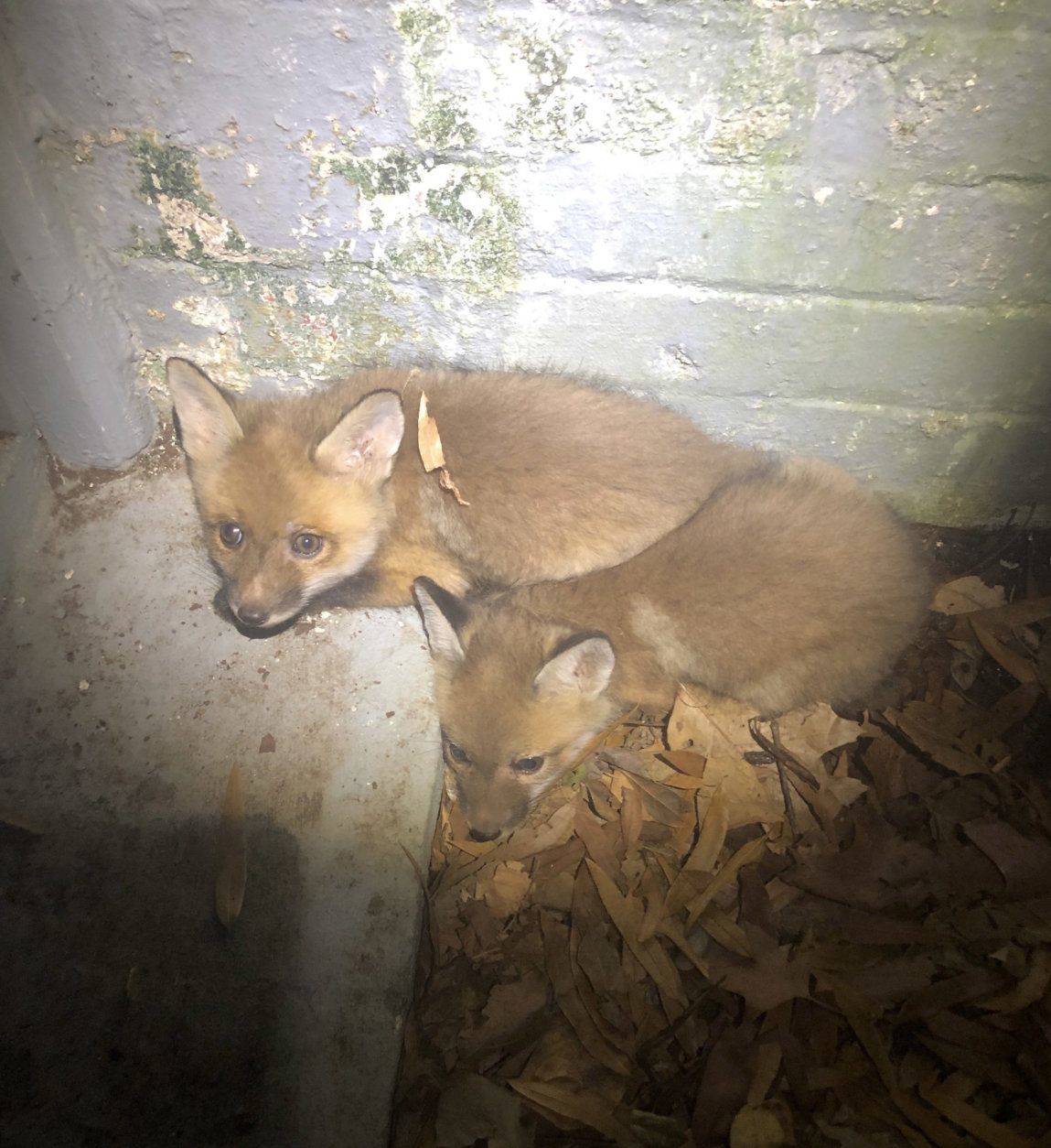 The Humane Rescue Alliance got a call about two fox babies, known as kits, who were stuck in a basement window well in Northwest, and “they weren’t making it out,” Dan D’Eramo, the director of field services, told WTOP. (Courtesy Humane Rescue Alliance)