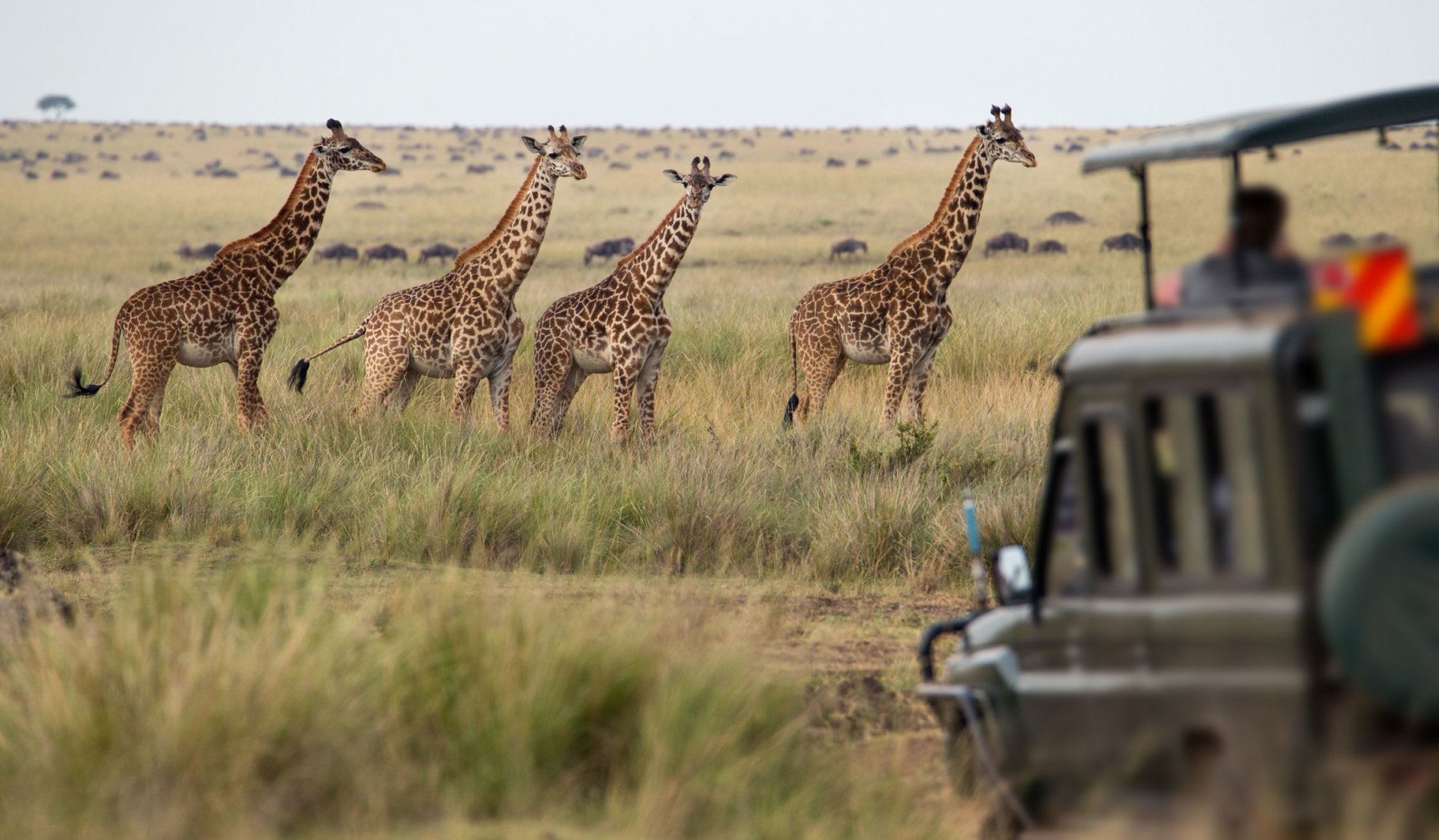 Troupeau de girafes en savane