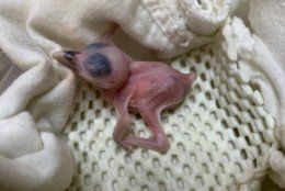A Guam kingfisher chick has hatched at the Smithsonian Conservation Biology Institute in  Virginia. The species is extinct in the wild. (Smithsonian Conservation Biology Institute)