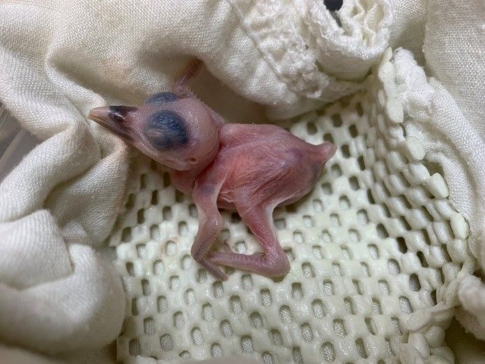 A Guam kingfisher chick has hatched at the Smithsonian Conservation Biology Institute in  Virginia. The species is extinct in the wild. (Smithsonian Conservation Biology Institute)