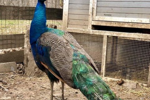Dirty bird: Lusty peacock is on the loose (and on the prowl) in Loudoun Co.