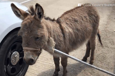 Sheriff’s officer corrals donkey on interstate near Chicago