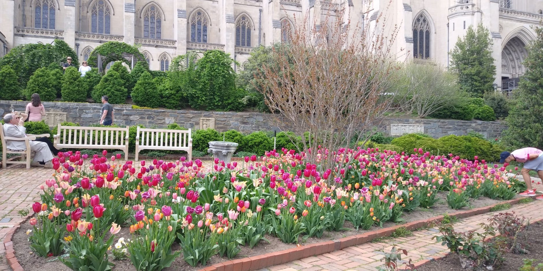 Tulips bloom in the Bishop's Garden at the Washington National Cathedral. (WTOP/Abigail Constantino)
