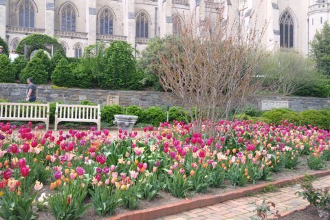 Where have all the flowers gone? Flower Mart at National Cathedral goes online