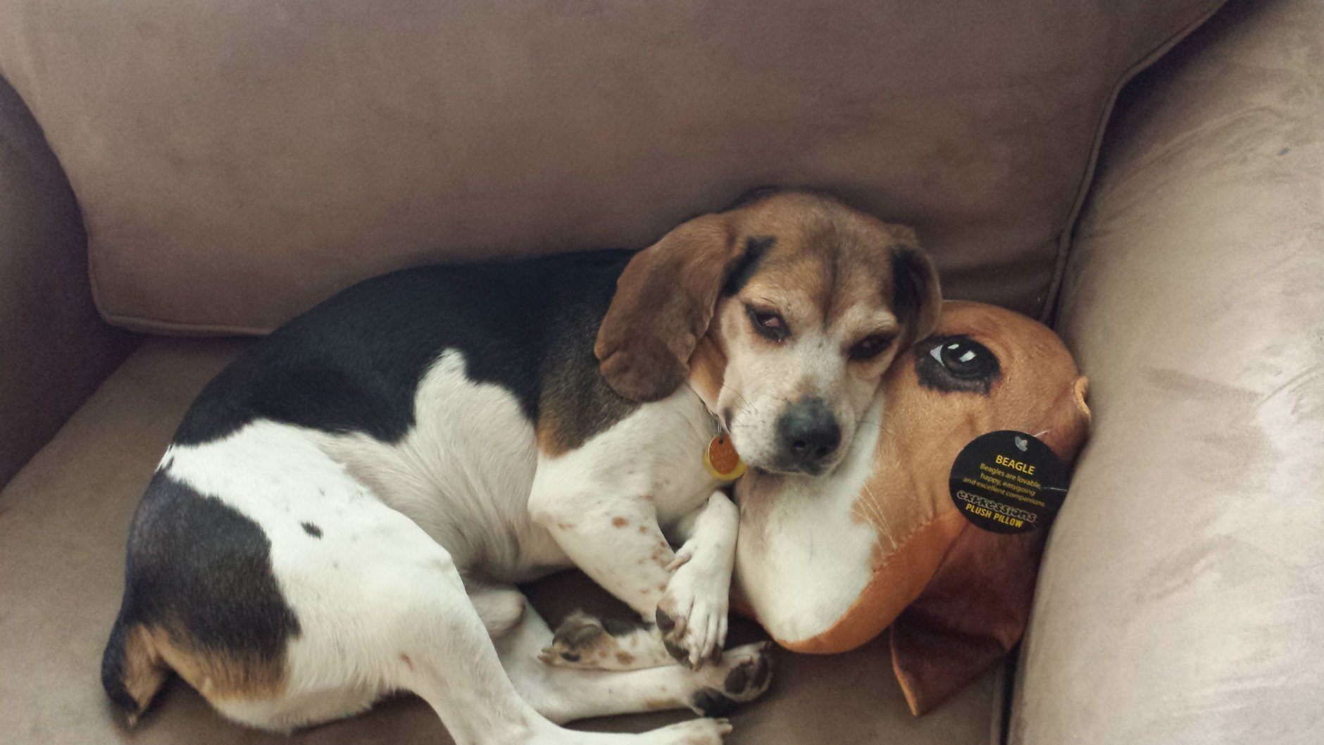 ruckus a beagle