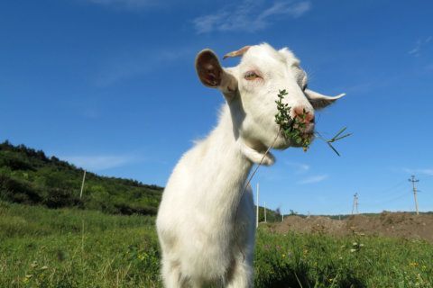Leesburg tries goats to avoid use of ‘baaaaad’ herbicides near water