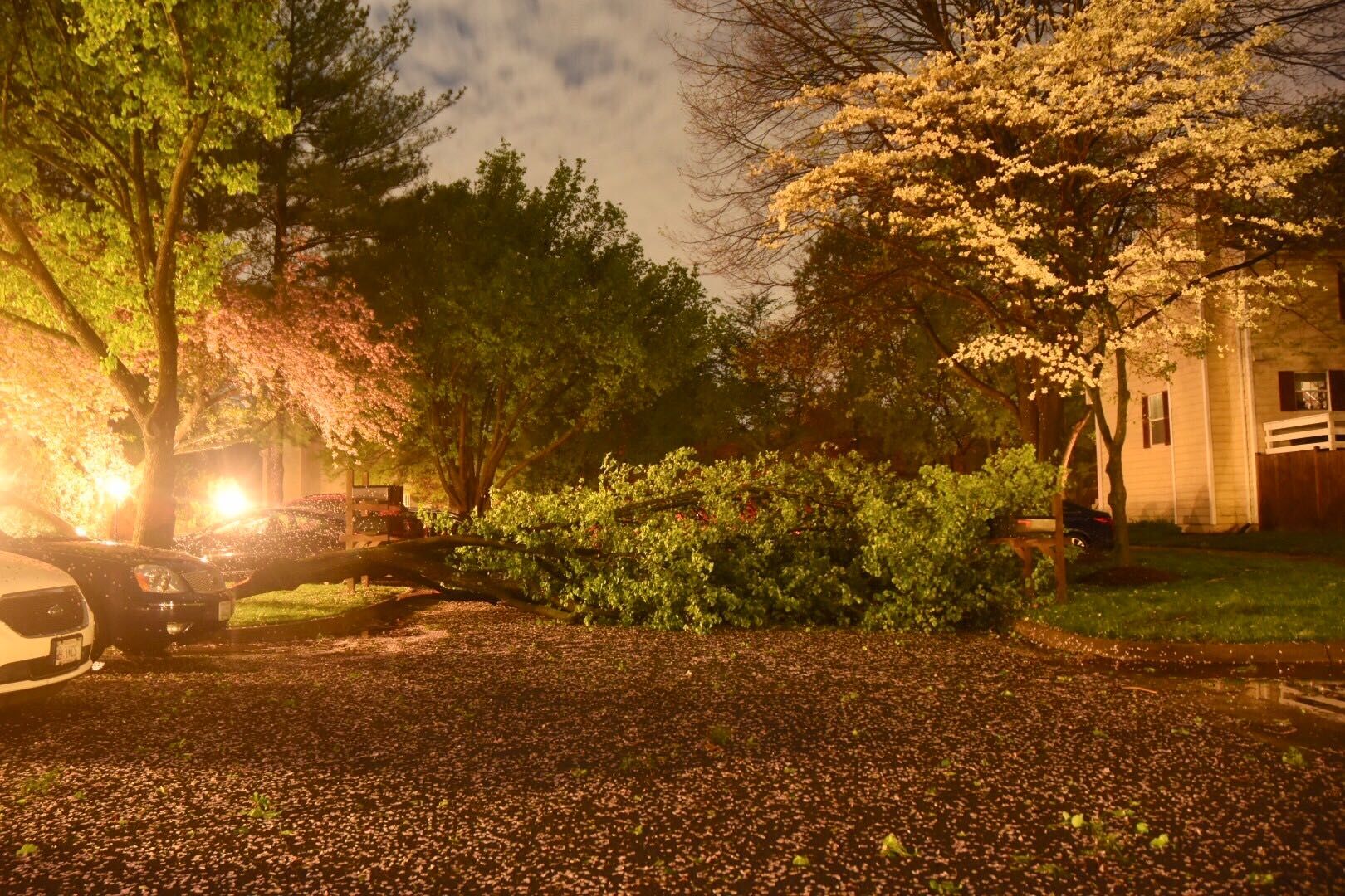 A storm downs a tree and tears of blooms from plants in Reston, Virginia, on Friday, April 19, 2019. (WTOP/Dave Dildine)