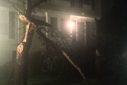 In North Reston, a tree is split, after a storm and a confirmed tornado touchdown on Friday, April 19, 2019. (Courtesy Leanne Wiberg)