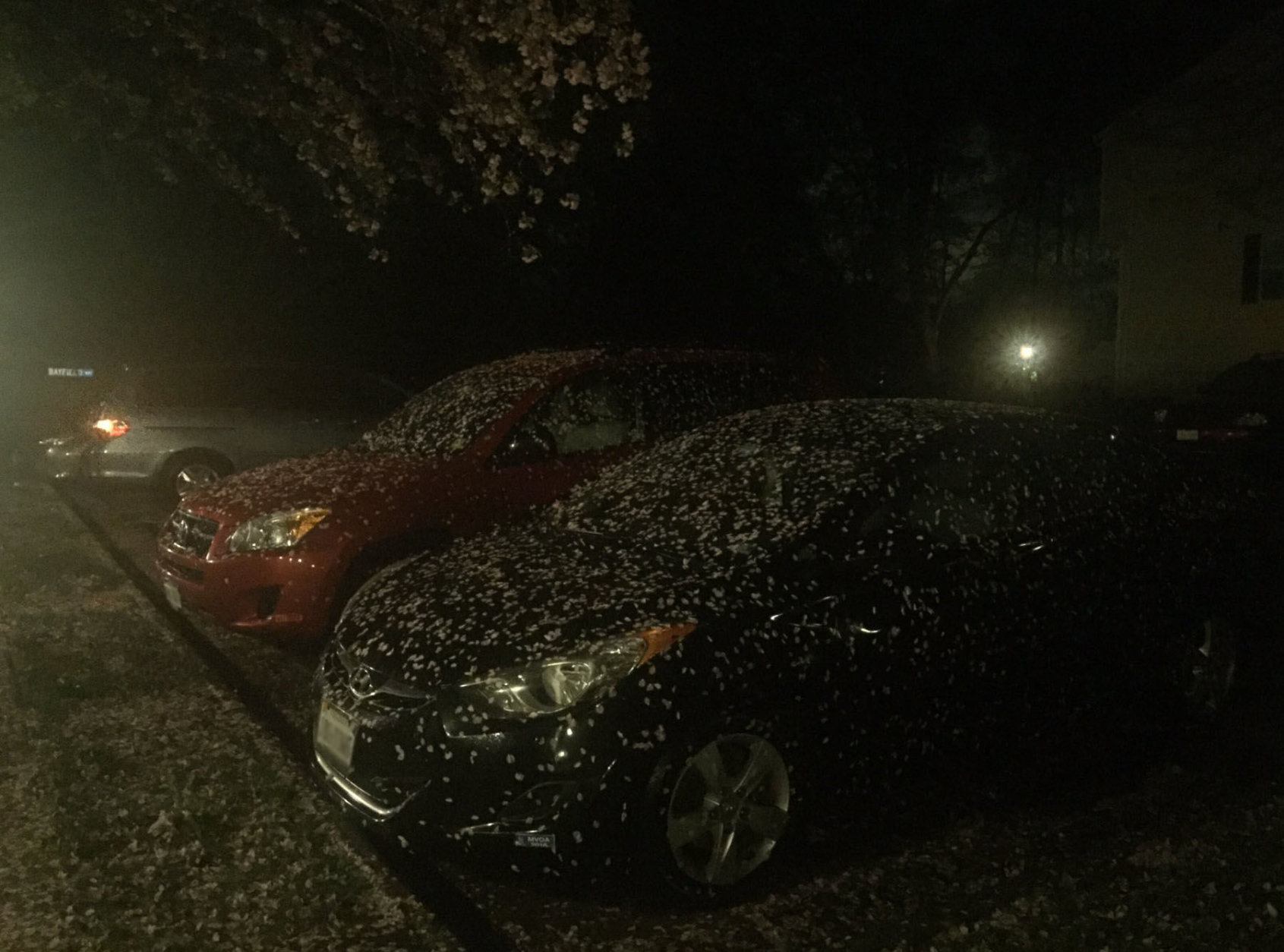 Blooms for a cherry blossom tree coat cars after heavy winds blew through Fairfax Couny in Virginia on Friday, April 19, 2019. (Courtesy Leanne Wiberg)