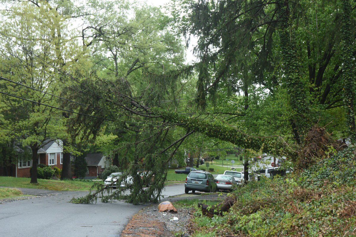 The storms left an uprooted evergreen resting on overhead wires over Wellington Street in Lanham. (WTOP/Dave Dildine)