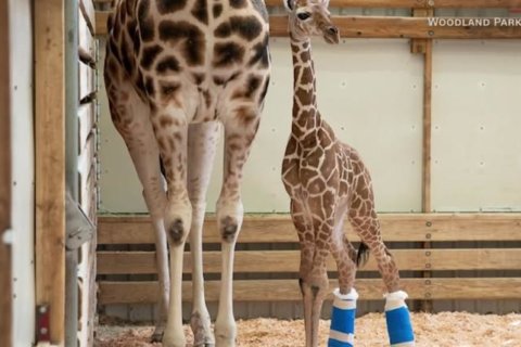WATCH: Baby giraffe with leg abnormality gets special shoes