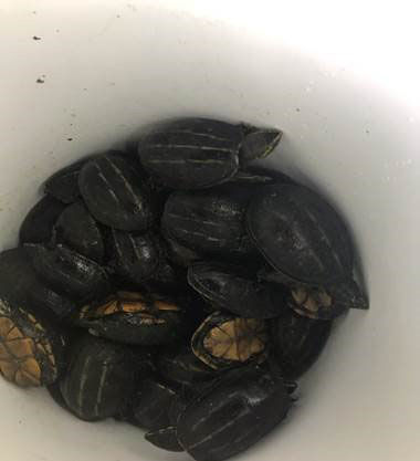 The woman also had 41 turtles in the car. (Courtesy Charlotte County Sheriff's Office)