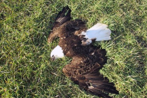 Md. agriculture officials issue warnings on pesticide implicated in bald eagle deaths
