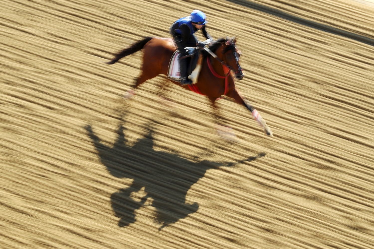 BALTIMORE, MARYLAND - MAY 15:  Bodexpress trains on the track during a training session for the upcoming Preakness Stakes at Pimlico Race Course on May 15, 2019 in Baltimore, Maryland. (Photo by Rob Carr/Getty Images)