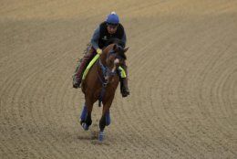 Kentucky Derby entrant By My Standards runs during a workout at Churchill Downs Wednesday, May 1, 2019, in Louisville, Ky. The 145th running of the Kentucky Derby is scheduled for Saturday, May 4. (AP Photo/Charlie Riedel)