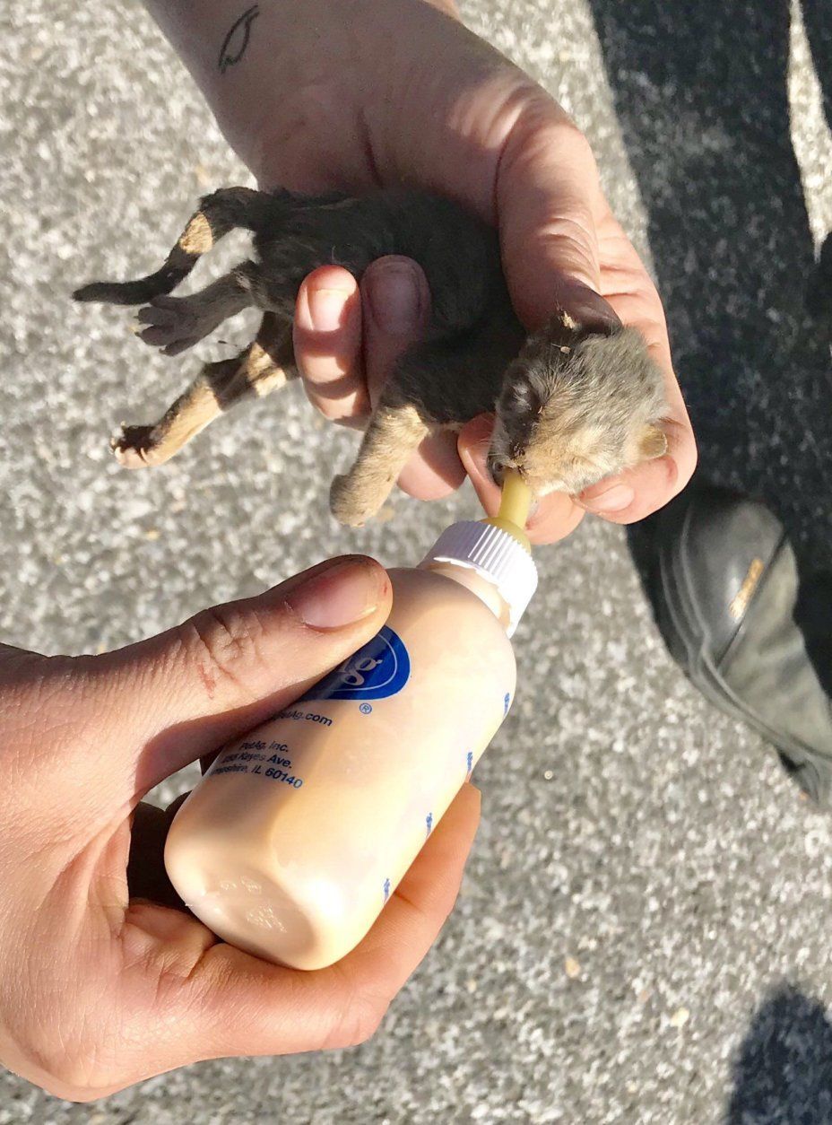 Prince George's County Fire & EMS rescued four tiny kittens from a WSSC utility truck Tuesday. (Courtesy WSSC)