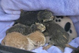 Four tiny kittens were rescued from a WSSC utility truck in Bladensburg, Maryland. (Courtesy WSSC)